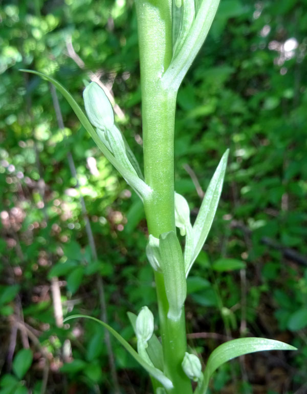 Himantoglossum adriaticum - Rovereto (TN)